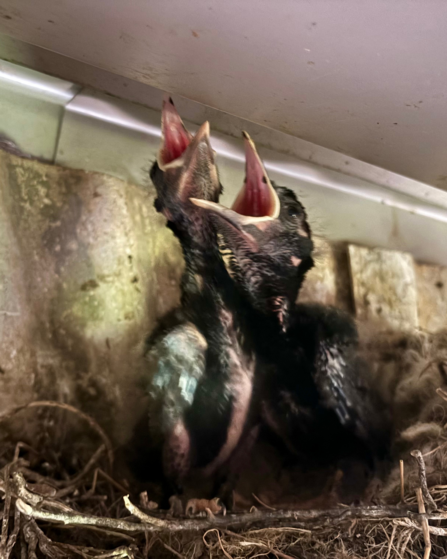 - Chough nestlings in a modern agricultural building surrounded by their ideal foraging habitat, extensive, tightly-grazed permanent pasture.