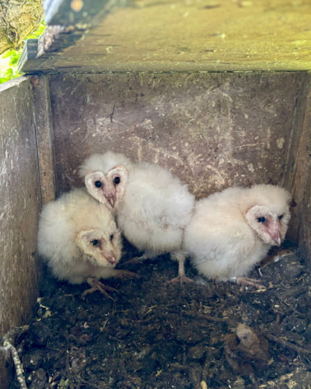 Barn Owl chicks in the nest after being ringed (under licence). Confidential site. 2024. © Robert Fisher