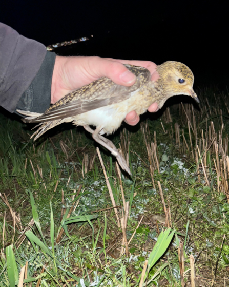 Golden Plover ringed (under DEFA & BTO licence)The first to be ringed on the Island for 20 years.