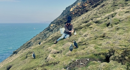 Puffin planting! © Kate Fox