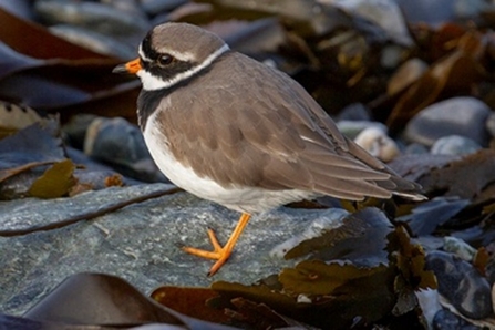 Ringed Plover