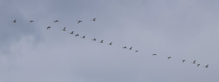 The record breaking Whooper Swan flock
