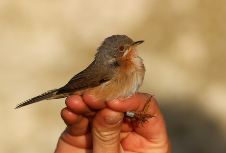 Male Western Subalpine Warbler, Calf of Man 2025