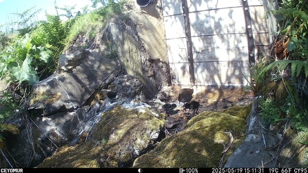 Water Rail with three chicks