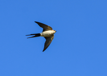 Red-rumped Swallow over Calf of Man