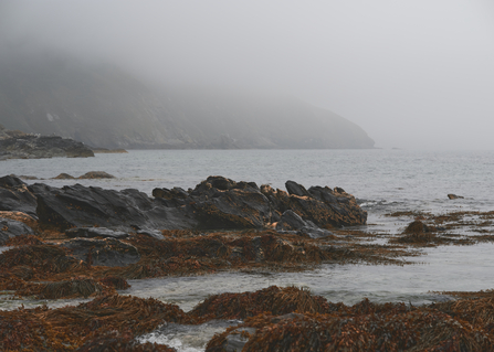 Misty shore with seaweed covered rocks at Nearby