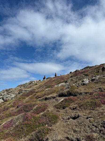Sheep on top of a hill