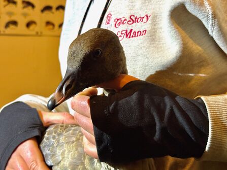 Pink-footed Goose in the hand
