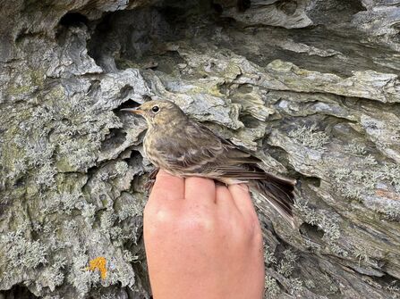 Rock Pipit in the hand