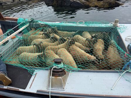 Loaghtan sheep on a boat under netting