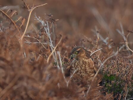 Sparrowhawk in bracken