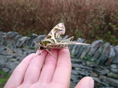 Oleander Hawk-moth on a hand