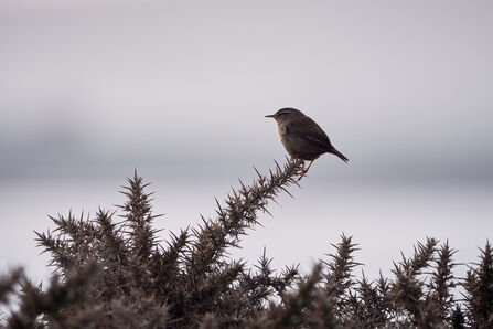 A wren on a gorse bush at Langness, Isle of Man