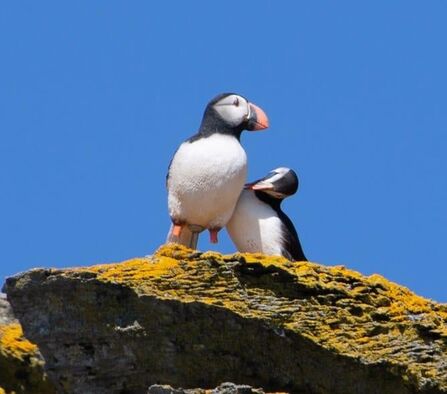 Puffin cuddling up to a decoy Calf of Man 