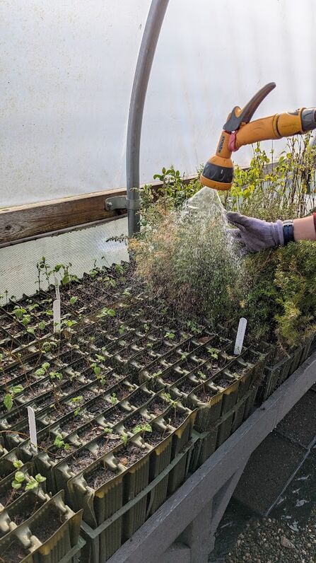 Volunteers watering saplings at MWT Milntown Tree Nursery