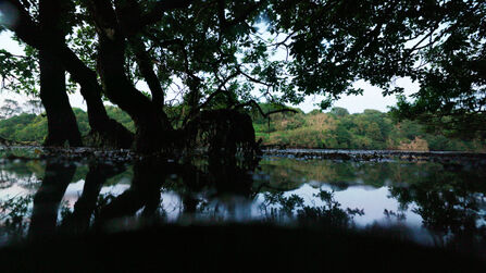 No Trees, No Seas promo photo under tree