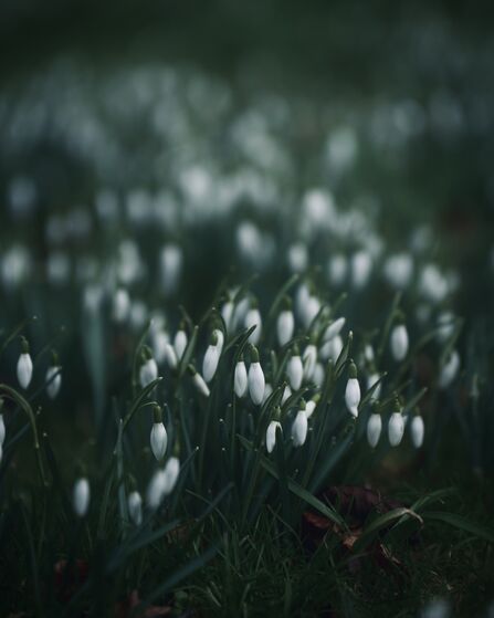 Snowdrops sprouting out of the ground.