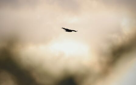 Bird of prey in the winters light.