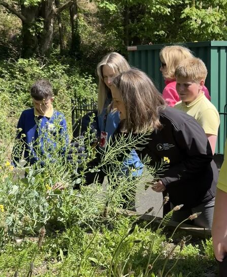 Jennifer Sharp, Biological Recorder, showing children at St. John's school how to ID Manx Butterflies