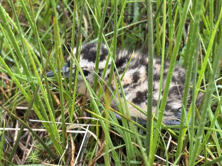 Curlew Chick 26.05.2025