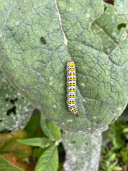 Mullein Moth larvae