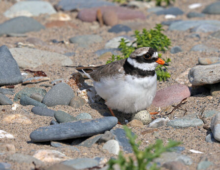 Ringed Plover on nest © Graham Makepeace-Warne, MWT