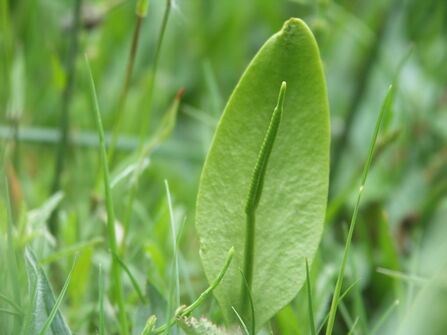 Adders Tongue Fern 