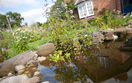 A garden pond in the foreground, with delicate pond plants growing in it, and stones offering easy access out for wildlife. In the background can be seen a house and the rest of the garden
