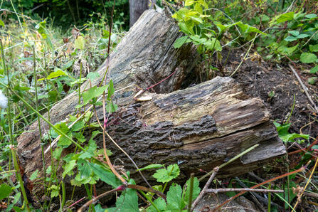 A large, v shaped log laying against the ground, surrounded by greenery, providing a habitat for invertebrates
