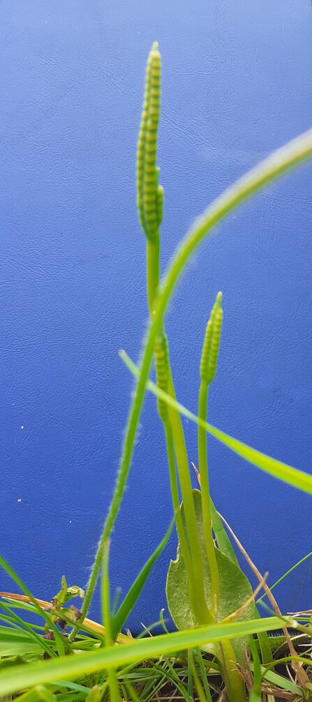 Mutant Adder's Tongue Fern 