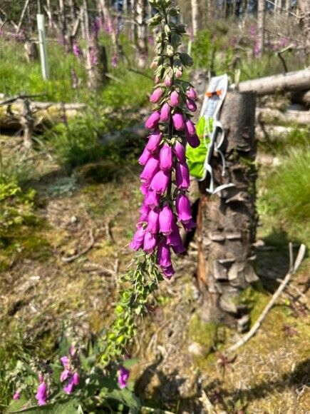 Purple Foxgloves