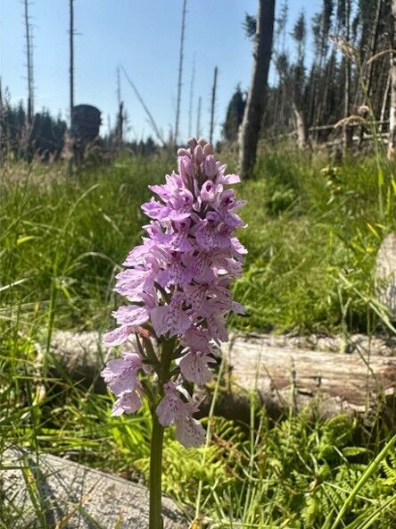 Heath Spotted Orchid 