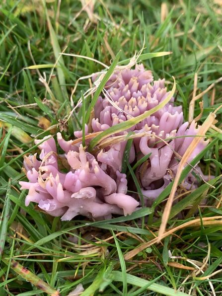 Violet Coral at Creggans