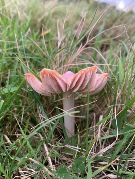 Ballerina Waxcap