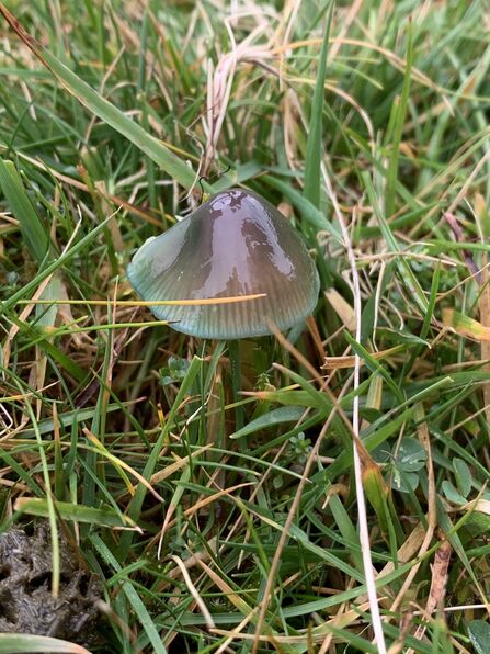 Parrot Waxcap at Creggans
