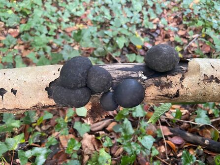 King Alfred's cakes fungus