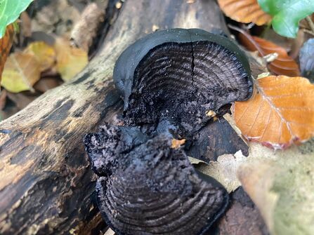 King Alfred's cakes fungus