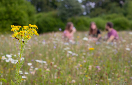Nature Wellbeing
