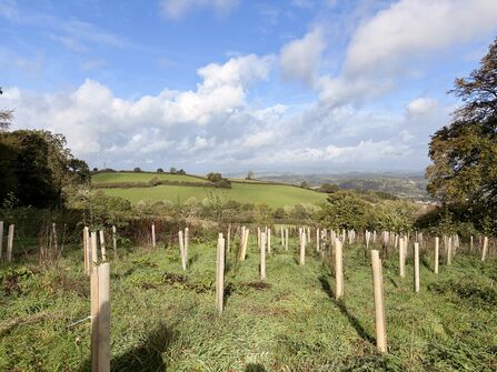 First trees planted at Bowden Pillars