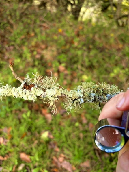 Lichen found at West Muchlarnick. 