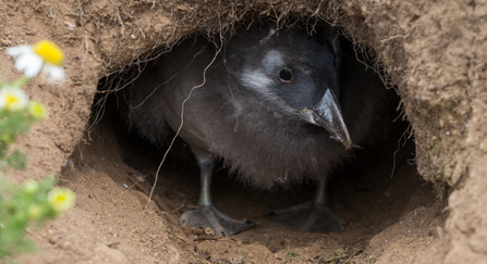 Puffling in burrow