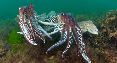 Cuttlefish