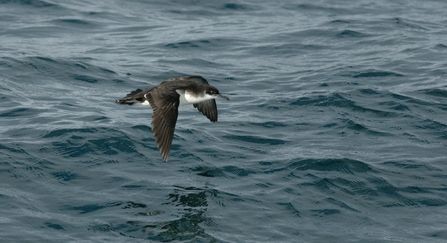 Manx shearwater