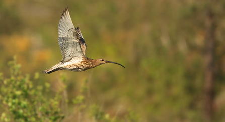 curlew