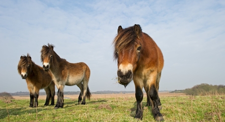 Exmoor ponies