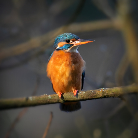 Kingfisher