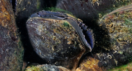 Freshwater pearl mussel
