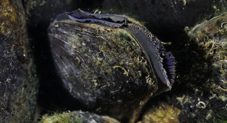 Freshwater pearl mussel