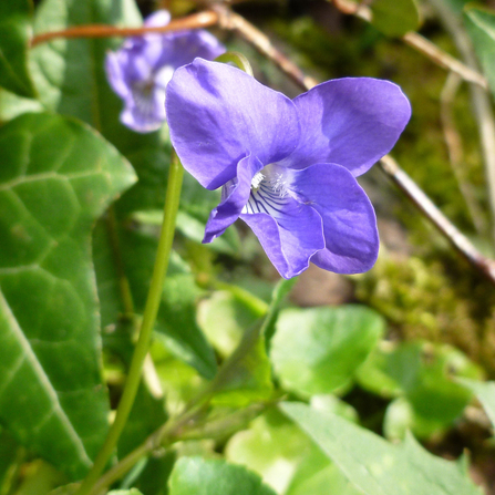 common dog violet 