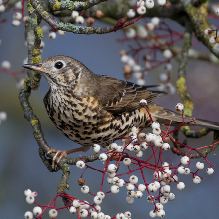 mistle thrush